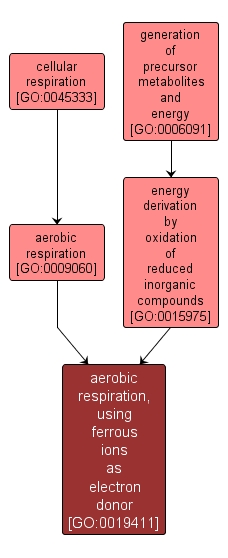 GO:0019411 - aerobic respiration, using ferrous ions as electron donor (interactive image map)