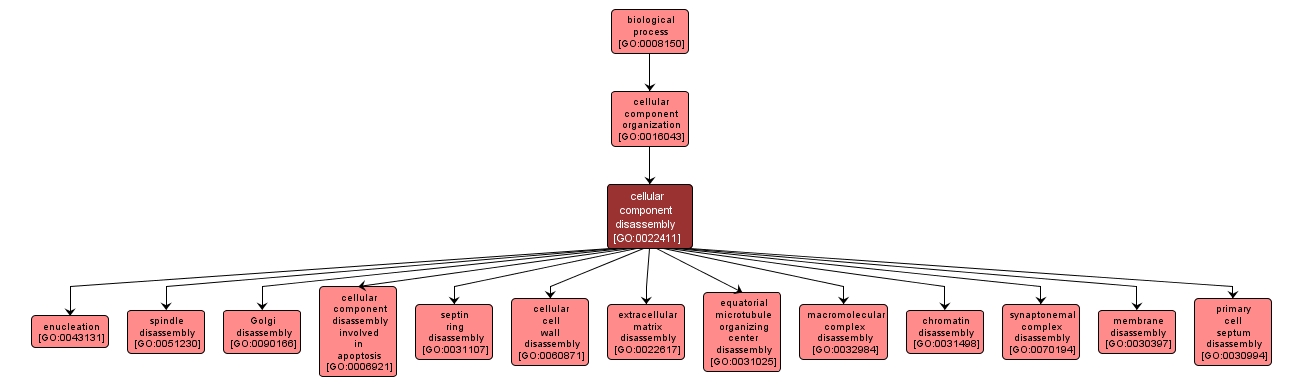 GO:0022411 - cellular component disassembly (interactive image map)