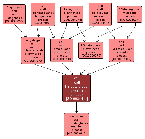 GO:0034411 - cell wall 1,3-beta-glucan biosynthetic process (interactive image map)