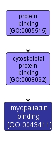 GO:0043411 - myopalladin binding (interactive image map)