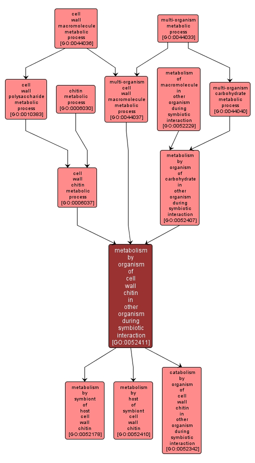 GO:0052411 - metabolism by organism of cell wall chitin in other organism during symbiotic interaction (interactive image map)