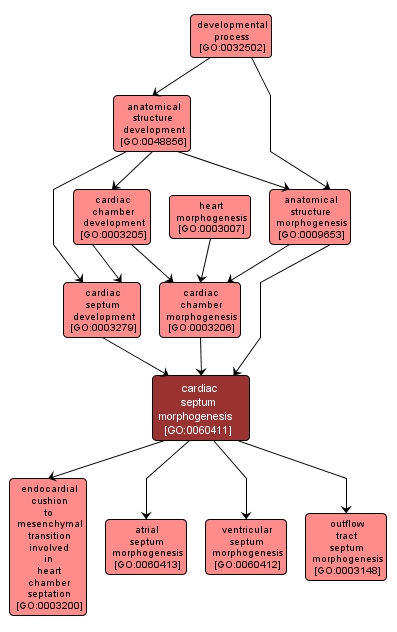 GO:0060411 - cardiac septum morphogenesis (interactive image map)