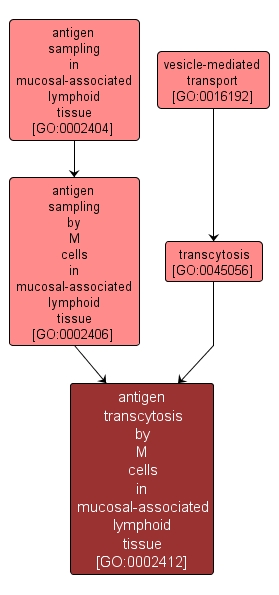 GO:0002412 - antigen transcytosis by M cells in mucosal-associated lymphoid tissue (interactive image map)