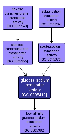 GO:0005412 - glucose:sodium symporter activity (interactive image map)