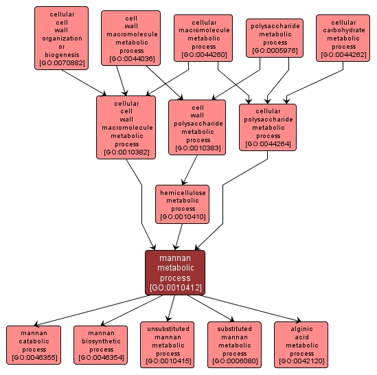 GO:0010412 - mannan metabolic process (interactive image map)