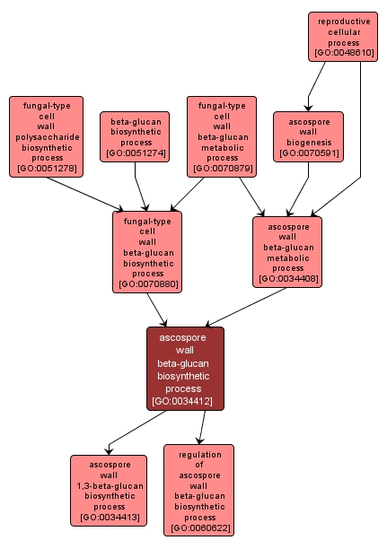 GO:0034412 - ascospore wall beta-glucan biosynthetic process (interactive image map)