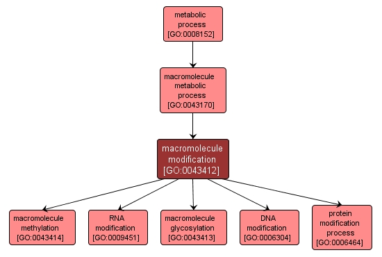 GO:0043412 - macromolecule modification (interactive image map)