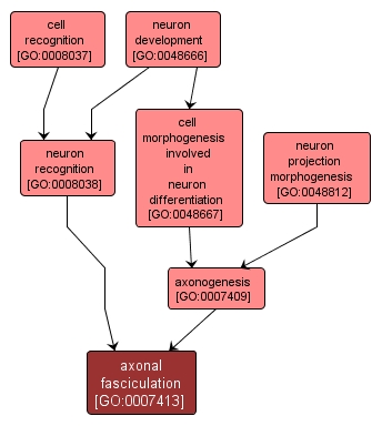 GO:0007413 - axonal fasciculation (interactive image map)