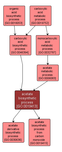 GO:0019413 - acetate biosynthetic process (interactive image map)