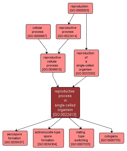 GO:0022413 - reproductive process in single-celled organism (interactive image map)