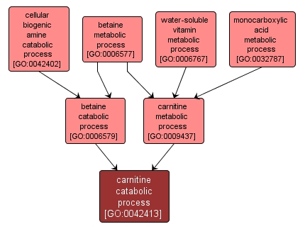 GO:0042413 - carnitine catabolic process (interactive image map)