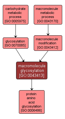 GO:0043413 - macromolecule glycosylation (interactive image map)