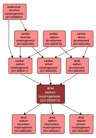 GO:0060413 - atrial septum morphogenesis (interactive image map)