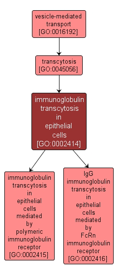 GO:0002414 - immunoglobulin transcytosis in epithelial cells (interactive image map)