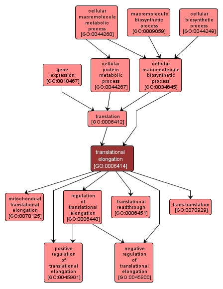 GO:0006414 - translational elongation (interactive image map)