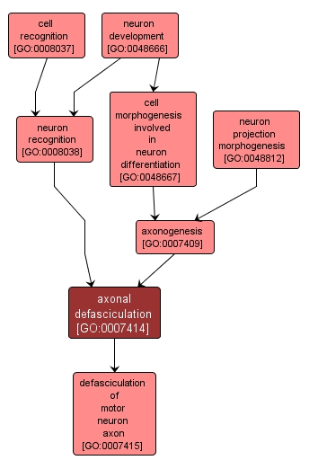 GO:0007414 - axonal defasciculation (interactive image map)