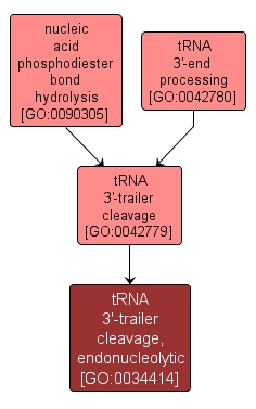 GO:0034414 - tRNA 3'-trailer cleavage, endonucleolytic (interactive image map)