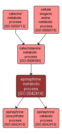 GO:0042414 - epinephrine metabolic process (interactive image map)