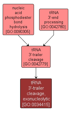 GO:0034415 - tRNA 3'-trailer cleavage, exonucleolytic (interactive image map)