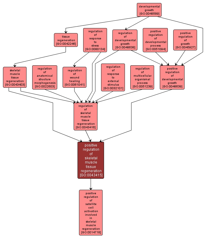 GO:0043415 - positive regulation of skeletal muscle tissue regeneration (interactive image map)