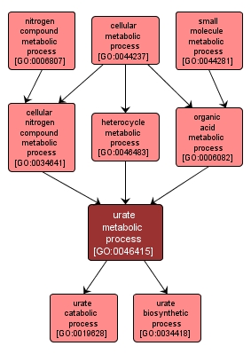 GO:0046415 - urate metabolic process (interactive image map)