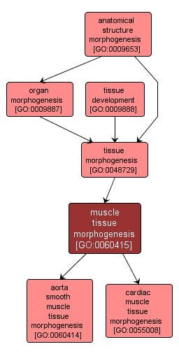 GO:0060415 - muscle tissue morphogenesis (interactive image map)