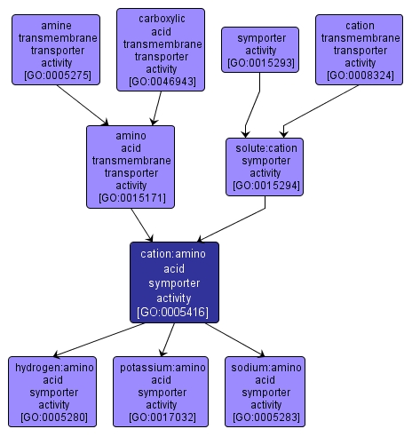 GO:0005416 - cation:amino acid symporter activity (interactive image map)