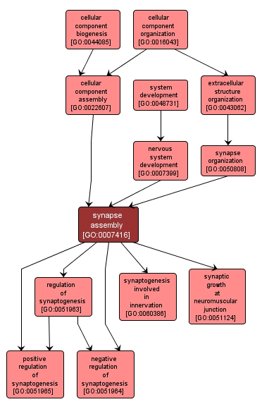 GO:0007416 - synapse assembly (interactive image map)