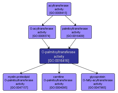 GO:0016416 - O-palmitoyltransferase activity (interactive image map)