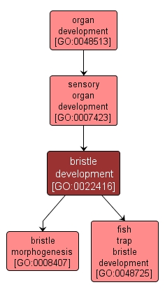 GO:0022416 - bristle development (interactive image map)
