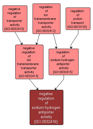 GO:0032416 - negative regulation of sodium:hydrogen antiporter activity (interactive image map)
