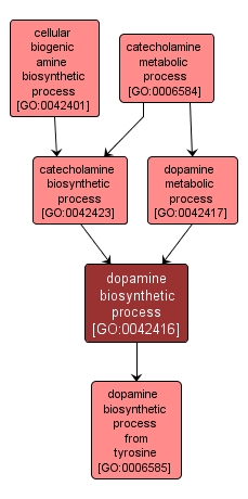 GO:0042416 - dopamine biosynthetic process (interactive image map)