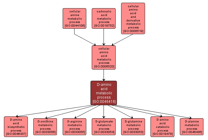 GO:0046416 - D-amino acid metabolic process (interactive image map)