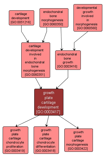 GO:0003417 - growth plate cartilage development (interactive image map)