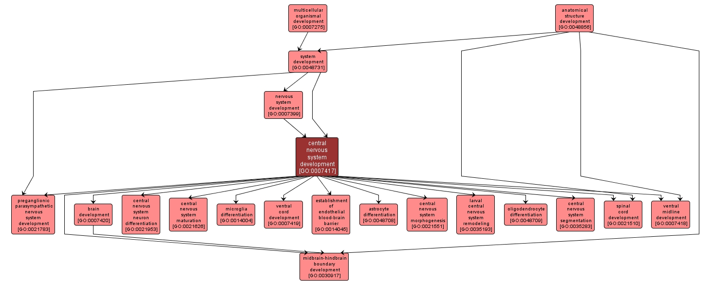 GO:0007417 - central nervous system development (interactive image map)