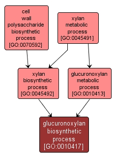 GO:0010417 - glucuronoxylan biosynthetic process (interactive image map)