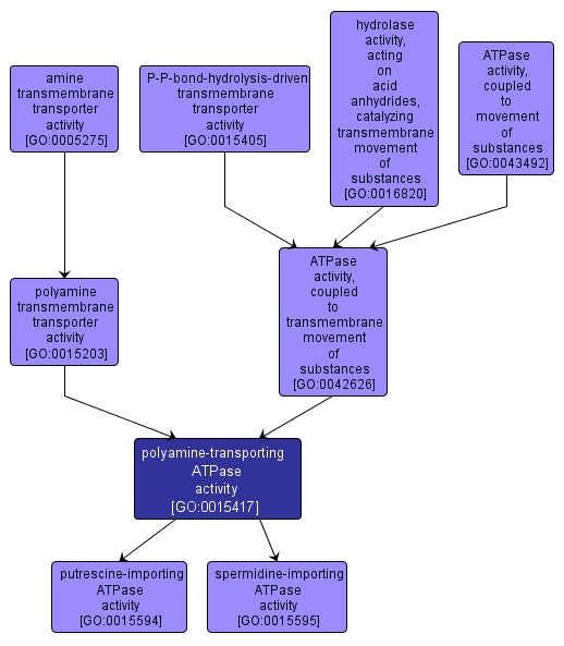 GO:0015417 - polyamine-transporting ATPase activity (interactive image map)