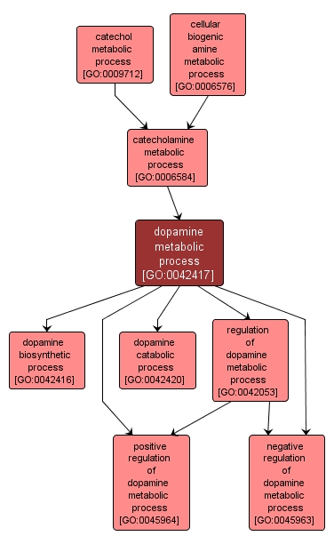 GO:0042417 - dopamine metabolic process (interactive image map)