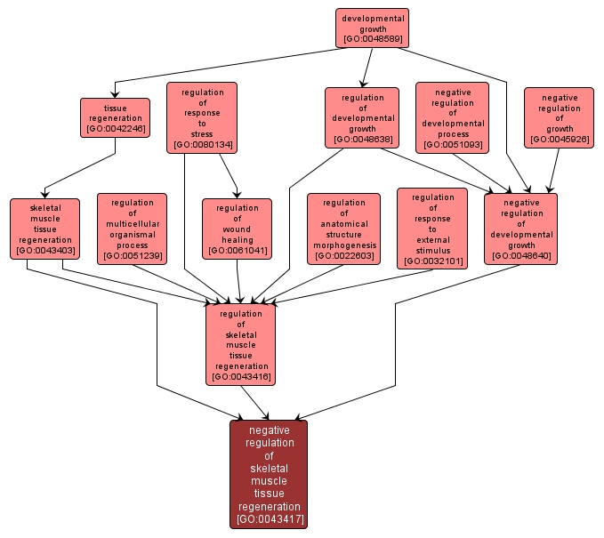 GO:0043417 - negative regulation of skeletal muscle tissue regeneration (interactive image map)