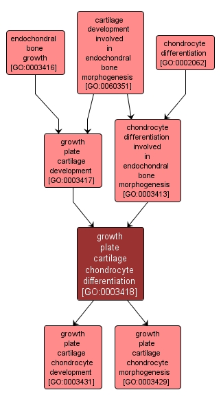 GO:0003418 - growth plate cartilage chondrocyte differentiation (interactive image map)
