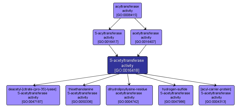 GO:0016418 - S-acetyltransferase activity (interactive image map)