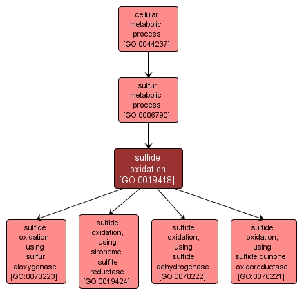 GO:0019418 - sulfide oxidation (interactive image map)