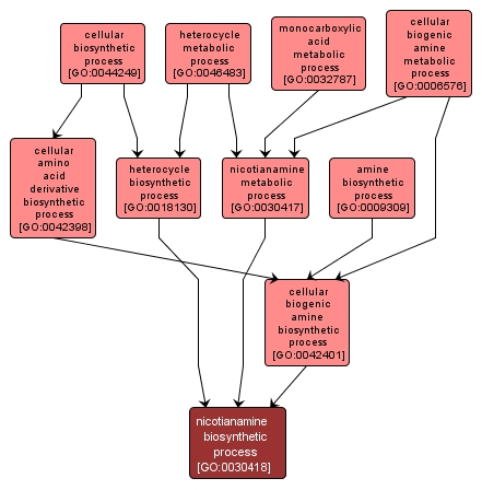 GO:0030418 - nicotianamine biosynthetic process (interactive image map)