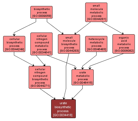 GO:0034418 - urate biosynthetic process (interactive image map)