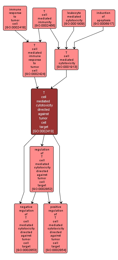 GO:0002419 - T cell mediated cytotoxicity directed against tumor cell target (interactive image map)
