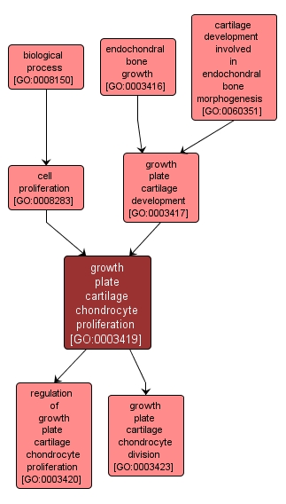 GO:0003419 - growth plate cartilage chondrocyte proliferation (interactive image map)