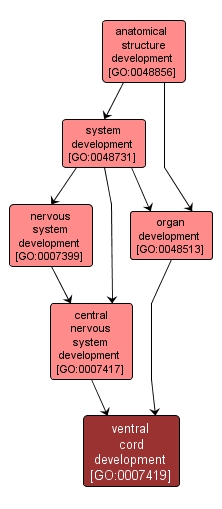 GO:0007419 - ventral cord development (interactive image map)