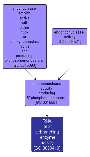 GO:0008419 - RNA lariat debranching enzyme activity (interactive image map)