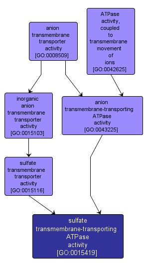 GO:0015419 - sulfate transmembrane-transporting ATPase activity (interactive image map)