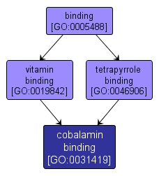GO:0031419 - cobalamin binding (interactive image map)
